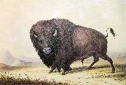 unknow artist George Catlin Bull Buffalo painting